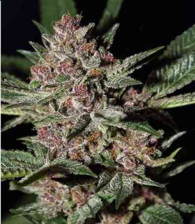 Bubba Kush > Green House Seed Company | Semillas feminizadas  |  Índica